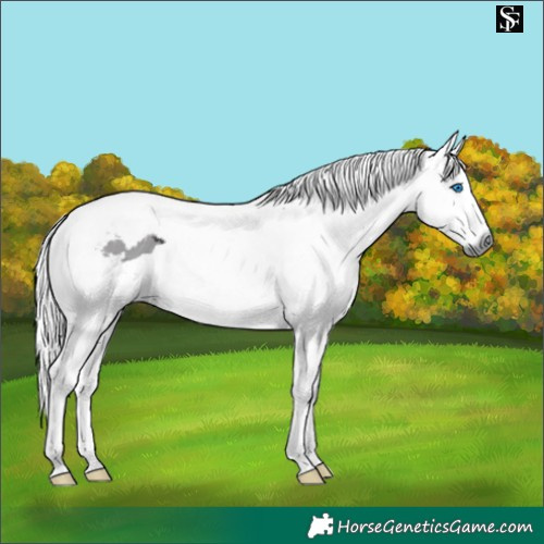 Horse Color:Smoky Black Merle Tobiano