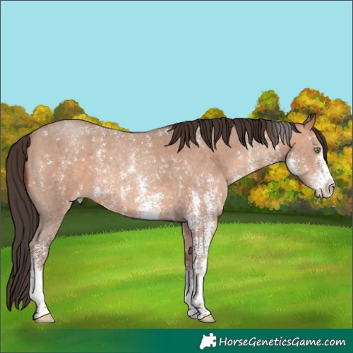 Horse Color:Sable Champagne Sabino 