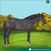 Horse Color:Smoky Black Merle Rabicano 