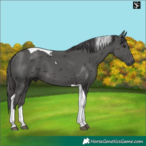 Horse Color:Smoky Black Merle Tobiano 