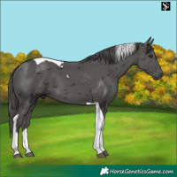 Horse Color:Smoky Black Merle Tobiano