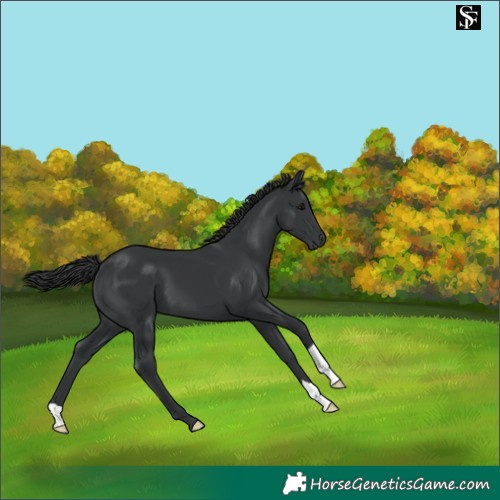 Horse Color:Black 