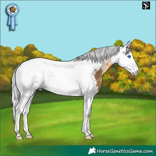 Horse Color:Buckskin Merle Splash Tobiano 