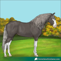 Horse Color:Silver Black Splash