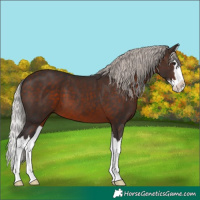 Horse Color:Silver Brown Splash 