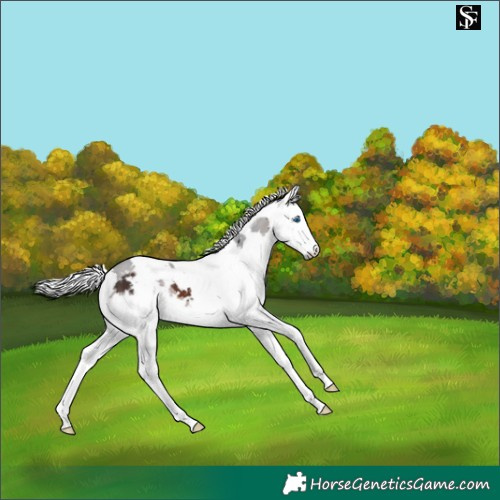 Horse Color:Brown Merle 