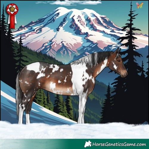 Horse Color:White Spotted Brown Tobiano 
