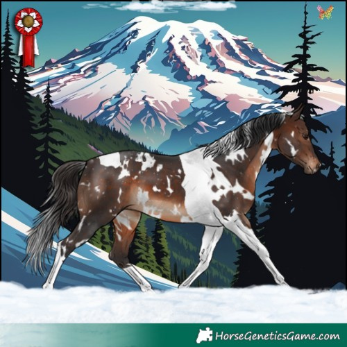 Horse Color:White Spotted Brown Tobiano 