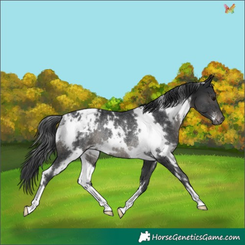 Horse Color:White Spotted Black Appaloosa Rabicano 