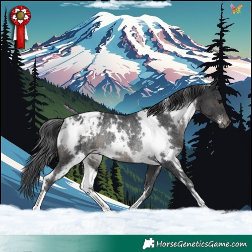 Horse Color:White Spotted Black Appaloosa Rabicano