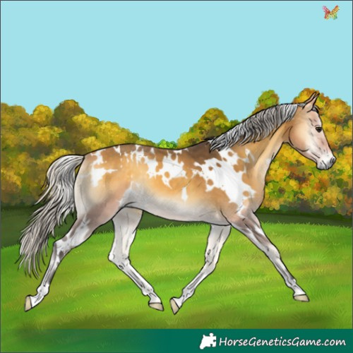 Horse Color:White Spotted Silver Buckskin Onyx 