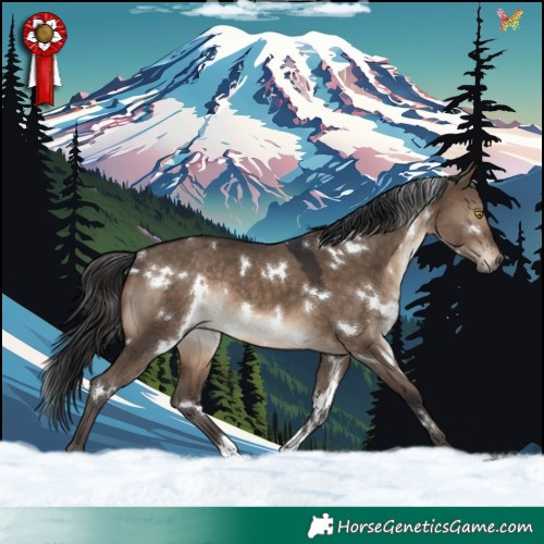 Horse Color:White Spotted Brown Dun Rabicano 