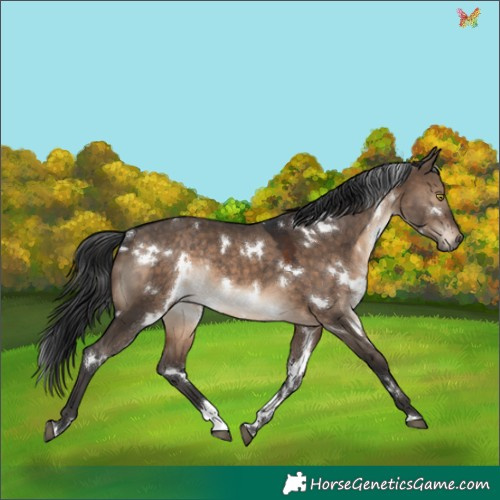 Horse Color:White Spotted Brown Dun Rabicano 