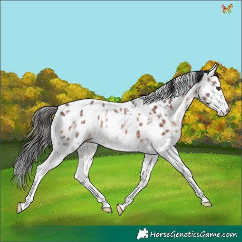 Horse Color:White Spotted Brown Appaloosa Rabicano 