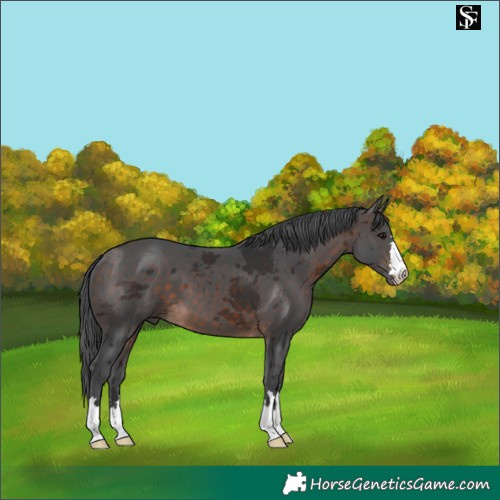 Horse Color:Bay Merle 