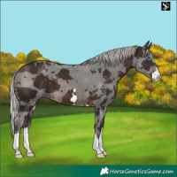 Horse Color:Silver Brown Merle 