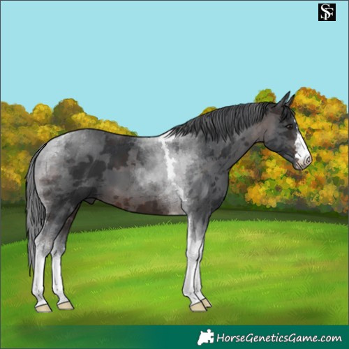Horse Color:Brown Merle Tobiano 