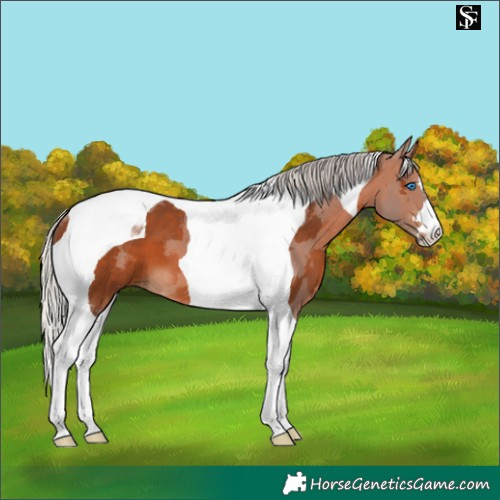 Horse Color:Silver Brown Merle Tobiano 