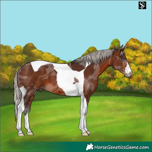 Horse Color:Silver Brown Merle Tobiano 