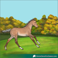 Horse Color:Silver Brown Dun