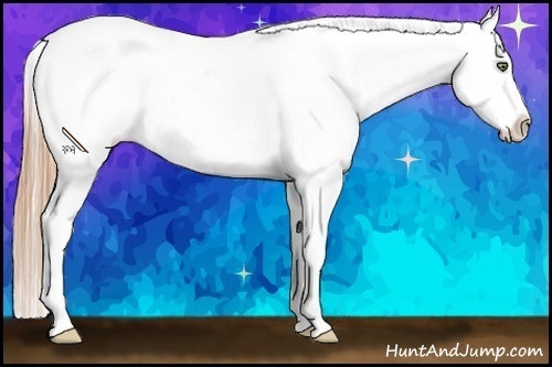 Horse Color:White Spotted Smoky Black Pearl Appaloosa 