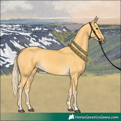 Horse Color:Palomino 