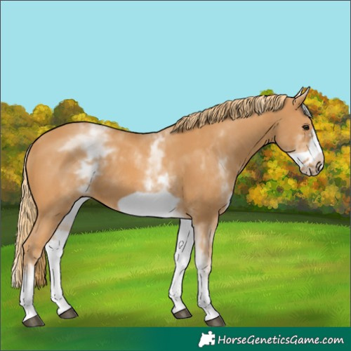 Horse Color:White Spotted Chestnut Frame 