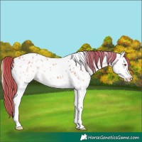Horse Color:Buckskin Chinchilla Ice Onyx Tobiano Near Leopard 
