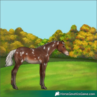 Horse Color:White Spotted Silver Brown Appaloosa 