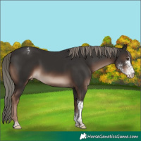 Horse Color:Liver Chestnut Mushroom Sabino Tobiano Appaloosa