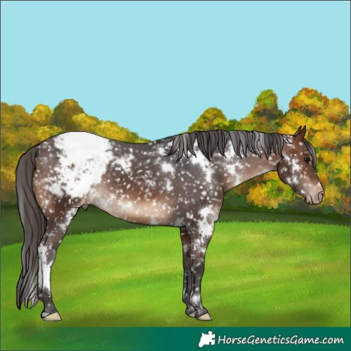 Horse Color:White Spotted Brown Appaloosa 