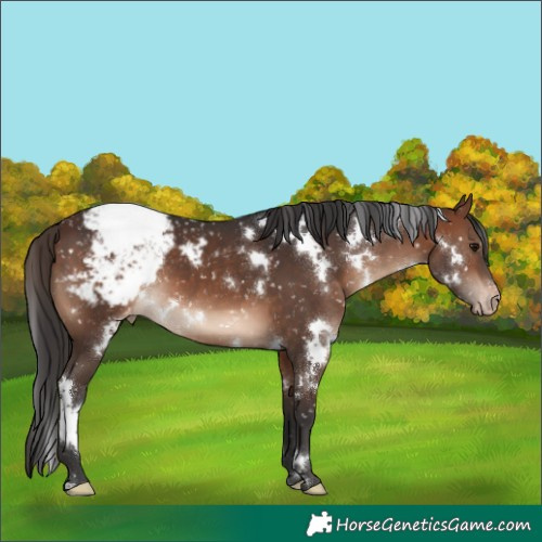 Horse Color:White Spotted Brown Appaloosa 