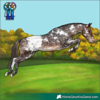 Horse Color:White Spotted Brown Appaloosa 