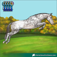 Horse Color:White Spotted Brown Appaloosa