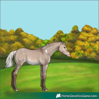 Horse Color:White Spotted Silver Brown Dun Mushroom Snowflake Varnish 