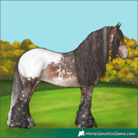 Horse Color:Bay Sabino Appaloosa 