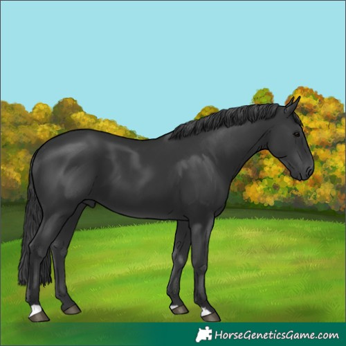 Horse Color:Black 