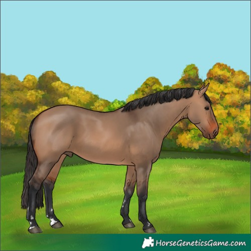 Horse Color:Bay Dun