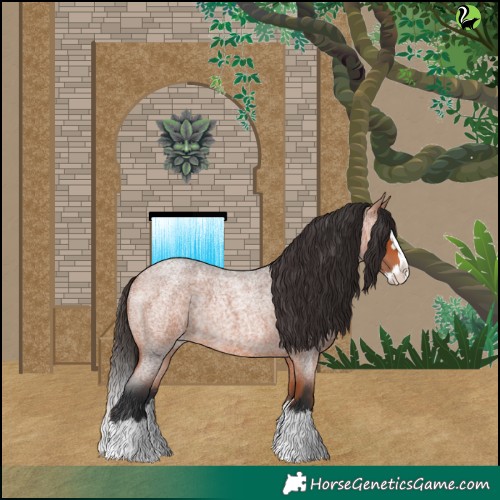 Horse Color:Bay Roan Splash Appaloosa 