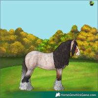 Horse Color:Bay Roan Splash Appaloosa