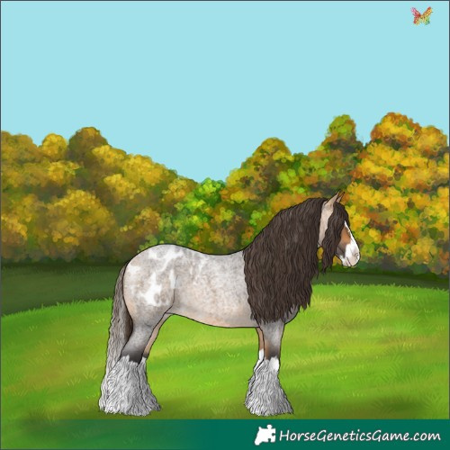 Horse Color:Buckskin Roan Splash Appaloosa 