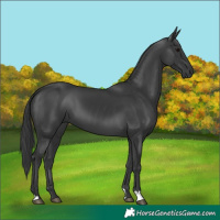 Horse Color:Black 