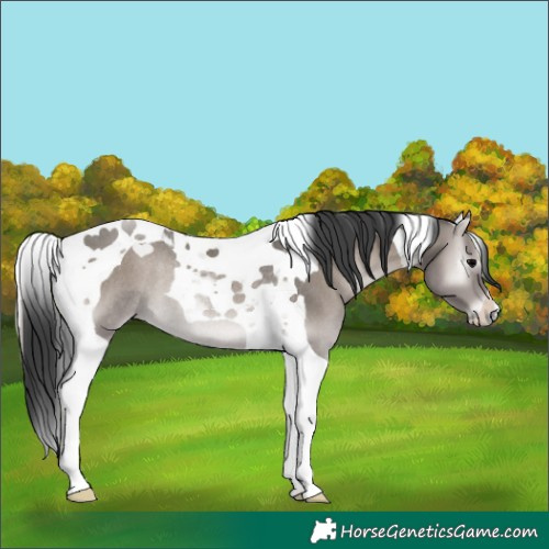 Horse Color:Platinum Grullo Onyx Tobiano Rabicano 