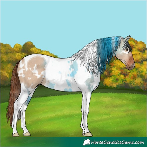 Horse Color:White Spotted Red Dun Tobiano