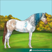 Horse Color:White Spotted Red Dun Tobiano