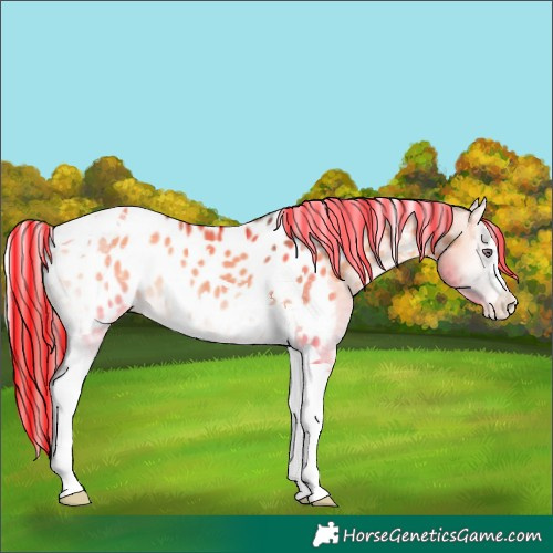 Horse Color:Painted Brown Chinchilla Onyx Tobiano Appaloosa 