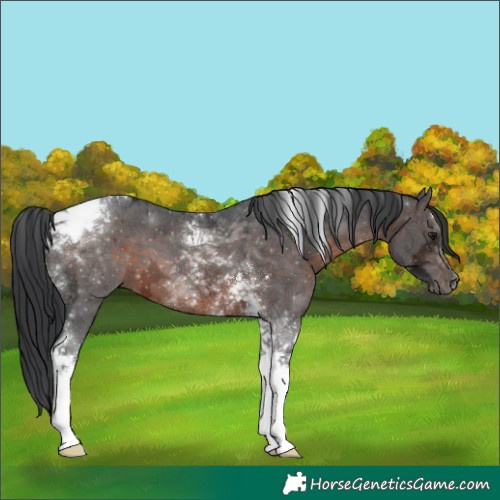 Horse Color:Brown Ice Tobiano