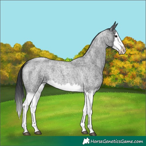Horse Color:Blue Roan Splash