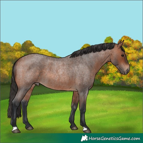 Horse Color:Bay Roan 