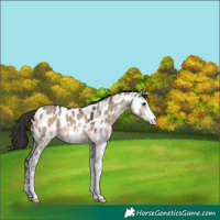 Horse Color:White Spotted Bay Dun Near Leopard 